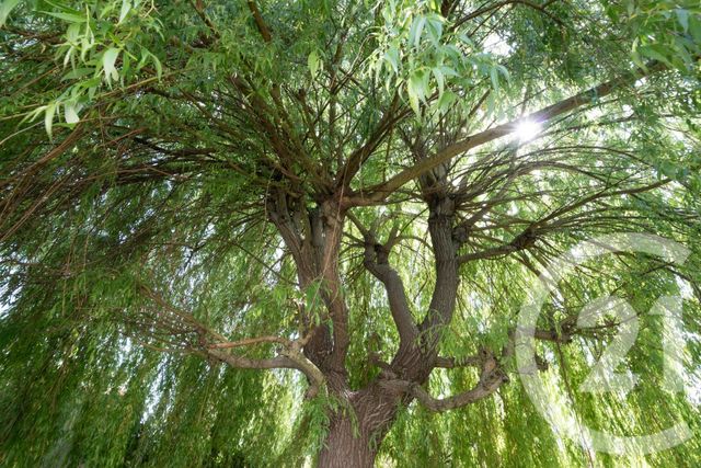 maison à vendre - 4 pièces - 83.0 m2 - LESCURE D ALBIGEOIS - 81 - MIDI-PYRENEES - Century 21 Agence Sainte-Cécile